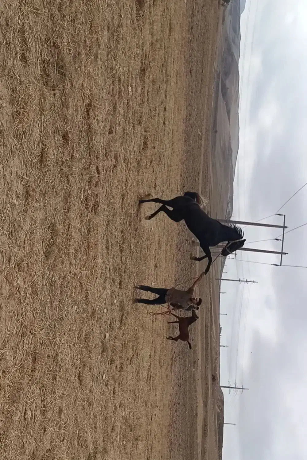 اسب|اسب و تجهیزات اسبسواری|نیر (اردبیل), |دیوار