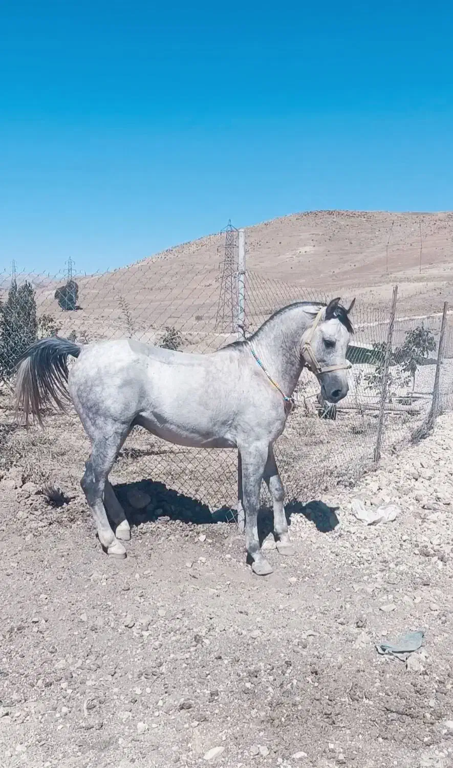 اسب درج یک کرد سواری پنج ساله|اسب و تجهیزات اسب‌سواری|کوهرنگ, |دیوار