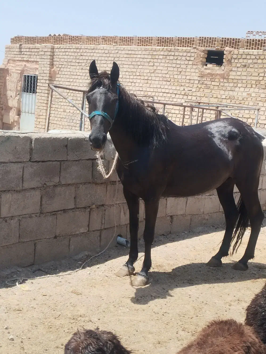 اسب و کره اسب|اسب و تجهیزات اسبسواری|روداب, |دیوار