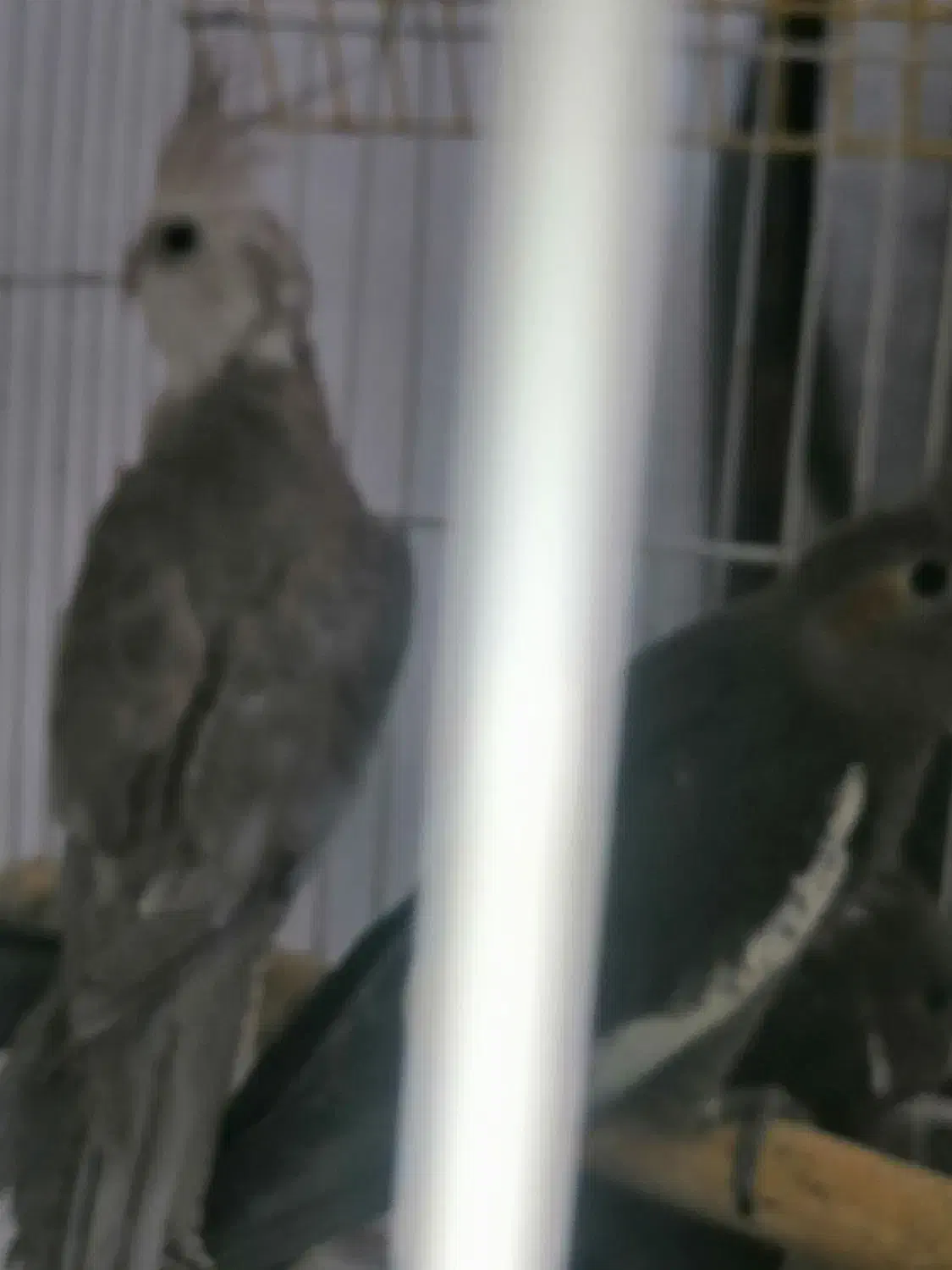 جوجه عروس فقط400|پرنده|قیدار, |دیوار