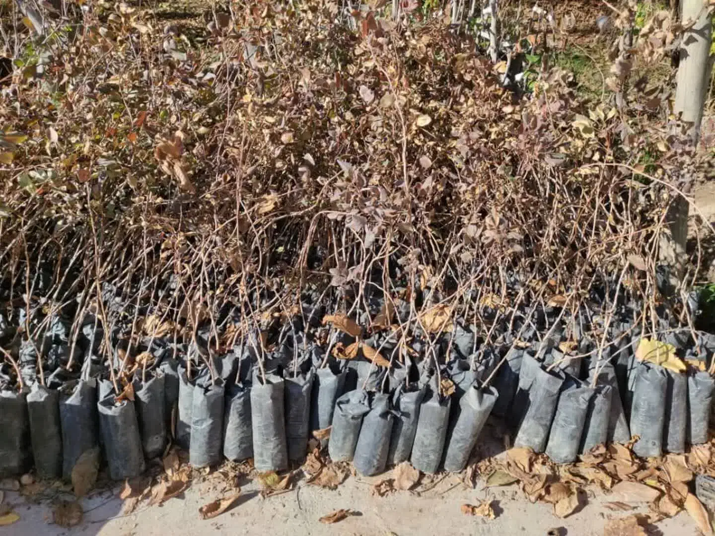 نهالستان ارقام خشکبار و میوه های پربار پالیز|خدمات باغبانی و درختکاری|نوشین شهر, |دیوار