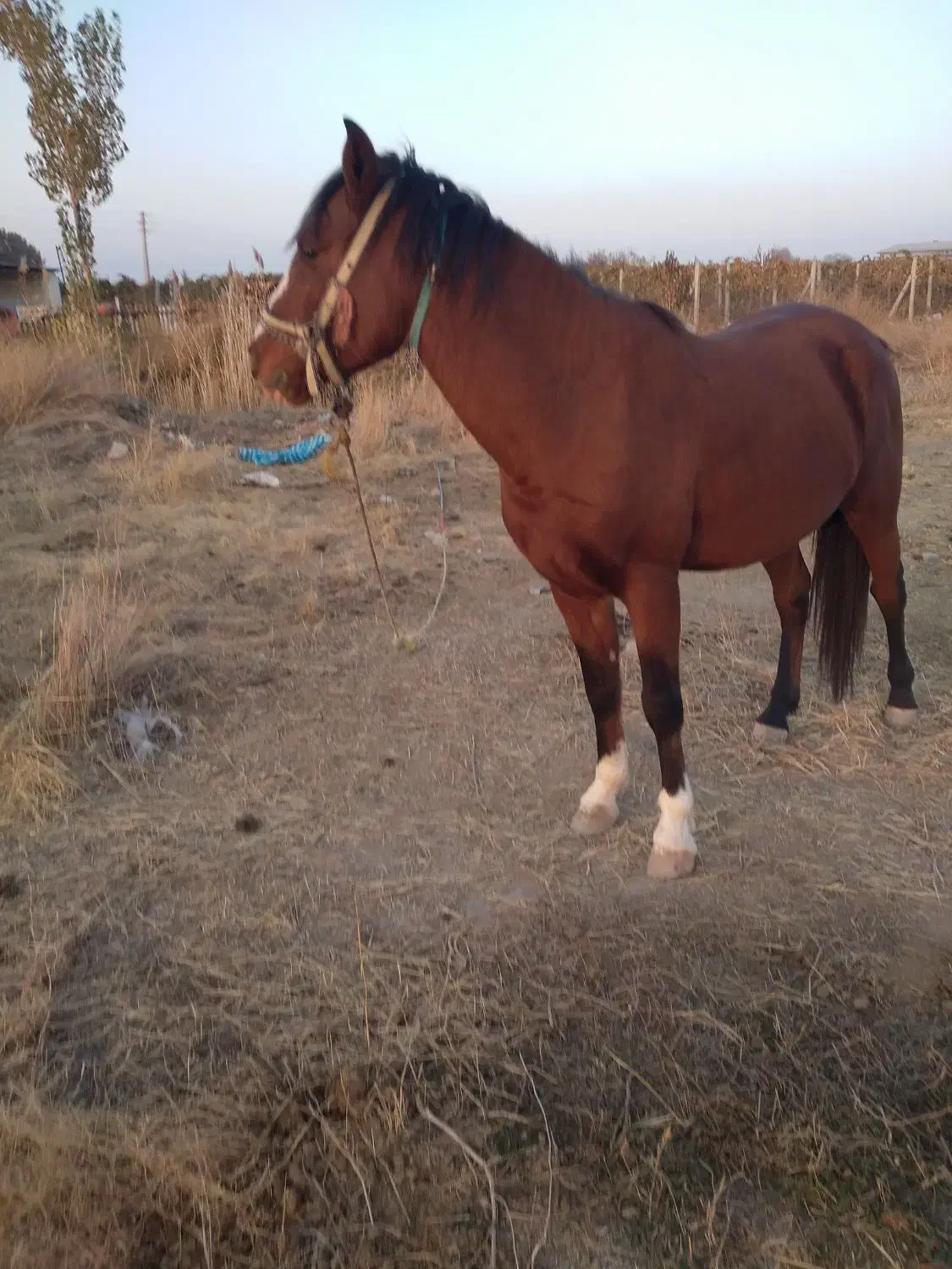 اسب ۴ساله نر|اسب و تجهیزات اسبسواری|ارومیه, |دیوار