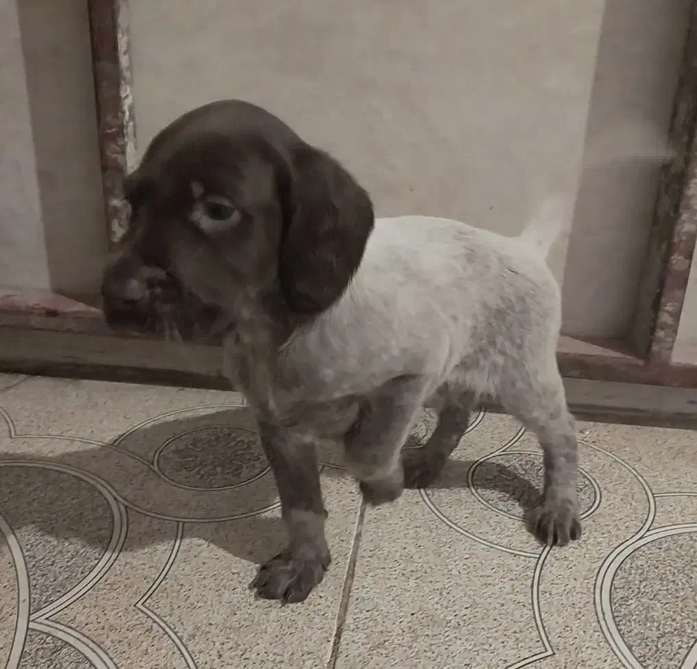 سگ پوینتر آلمانی|سگ|مینودشت, |دیوار