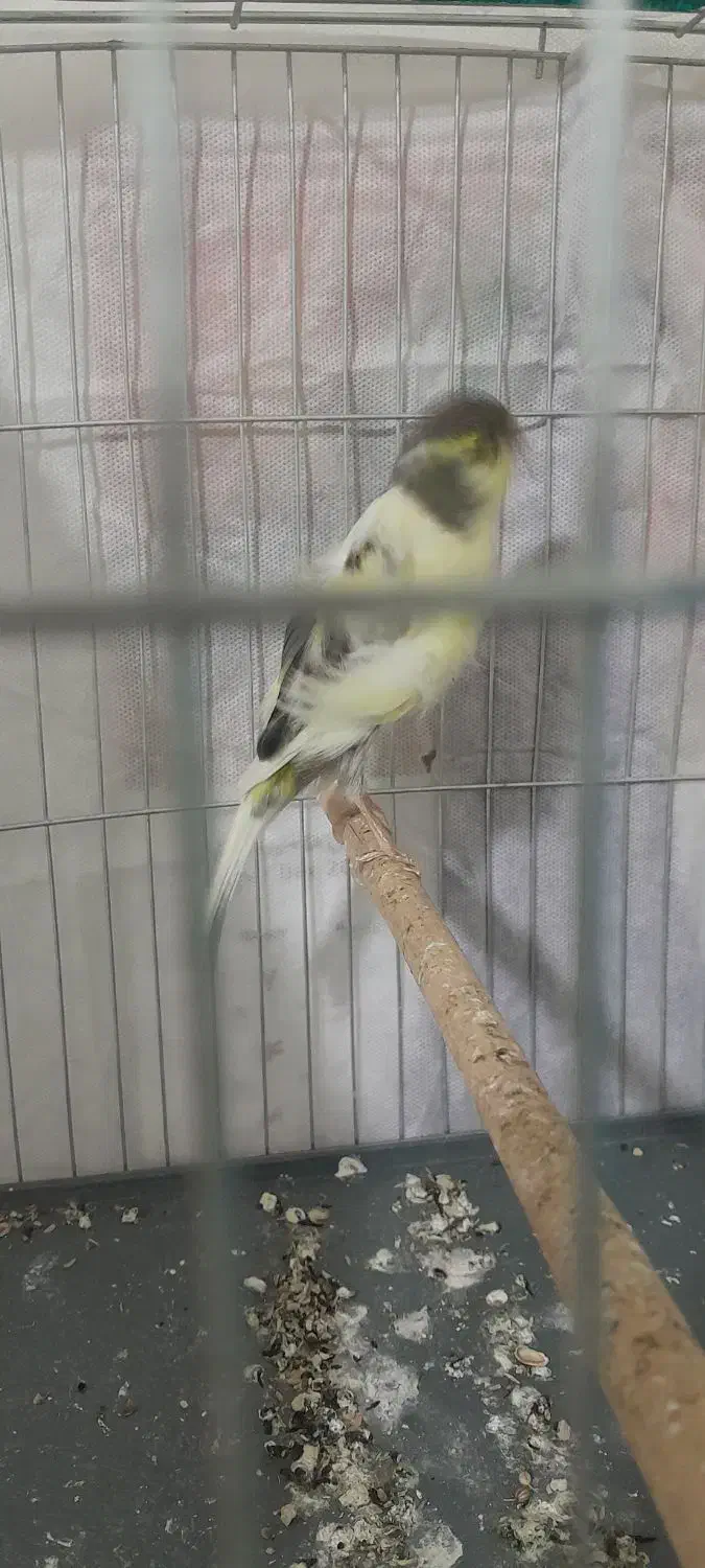 قناری ماده فر آماده اماده|پرنده|شاهدشهر, |دیوار