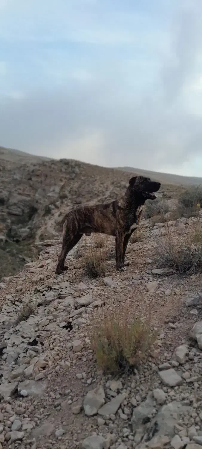 سگ افقان|سگ|شیروان (خراسان), |دیوار