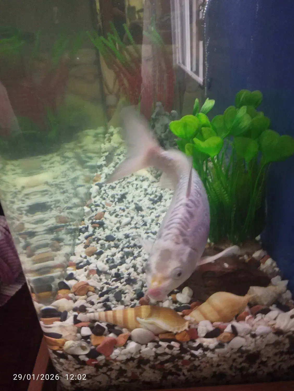 آکواریوم|ماهی|ری, امین آباد|دیوار