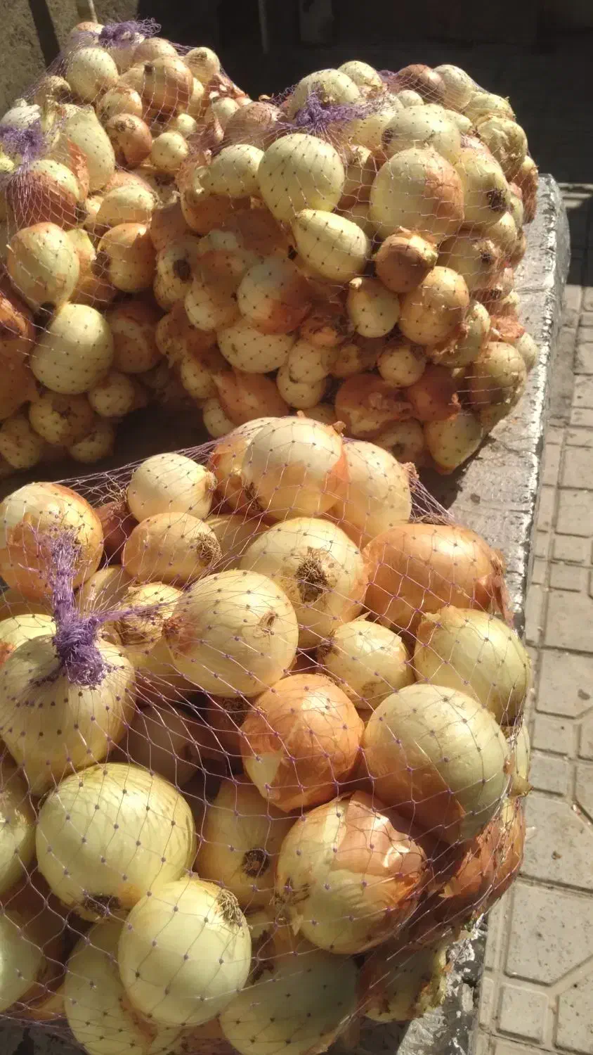 پیاز زرد کبابی درشت و متوسط|عمدهفروشی|صحنه, |دیوار