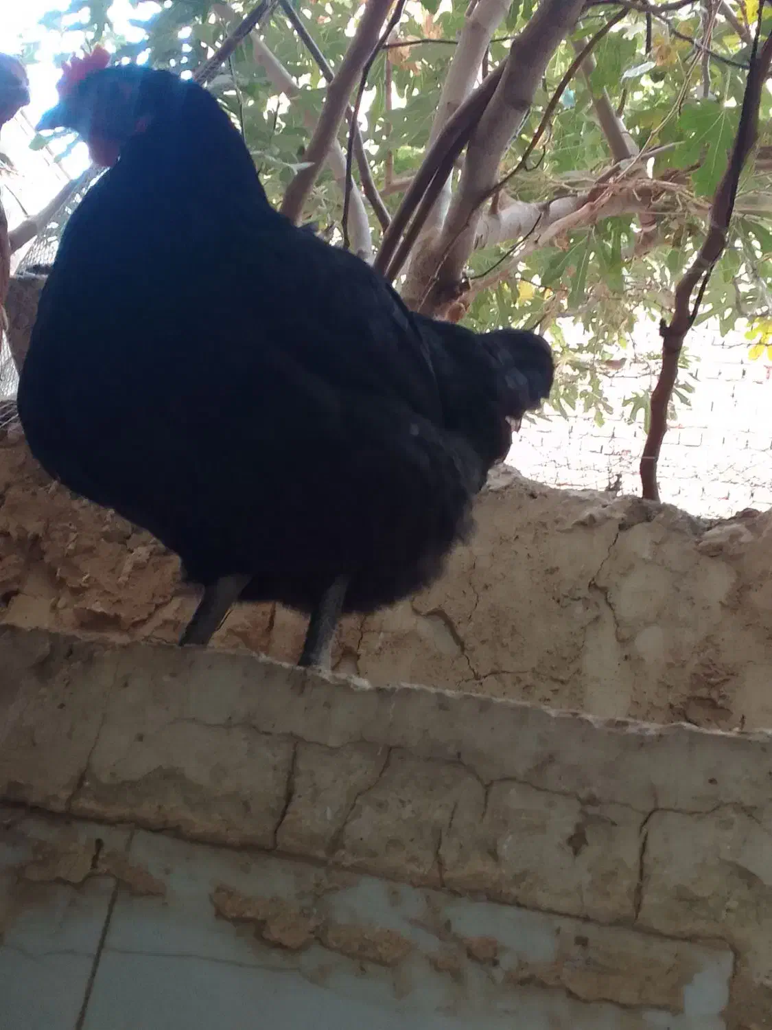 مرغ جوان تخم گذار|حیوانات مزرعه|قم, قلعه کامکار|دیوار