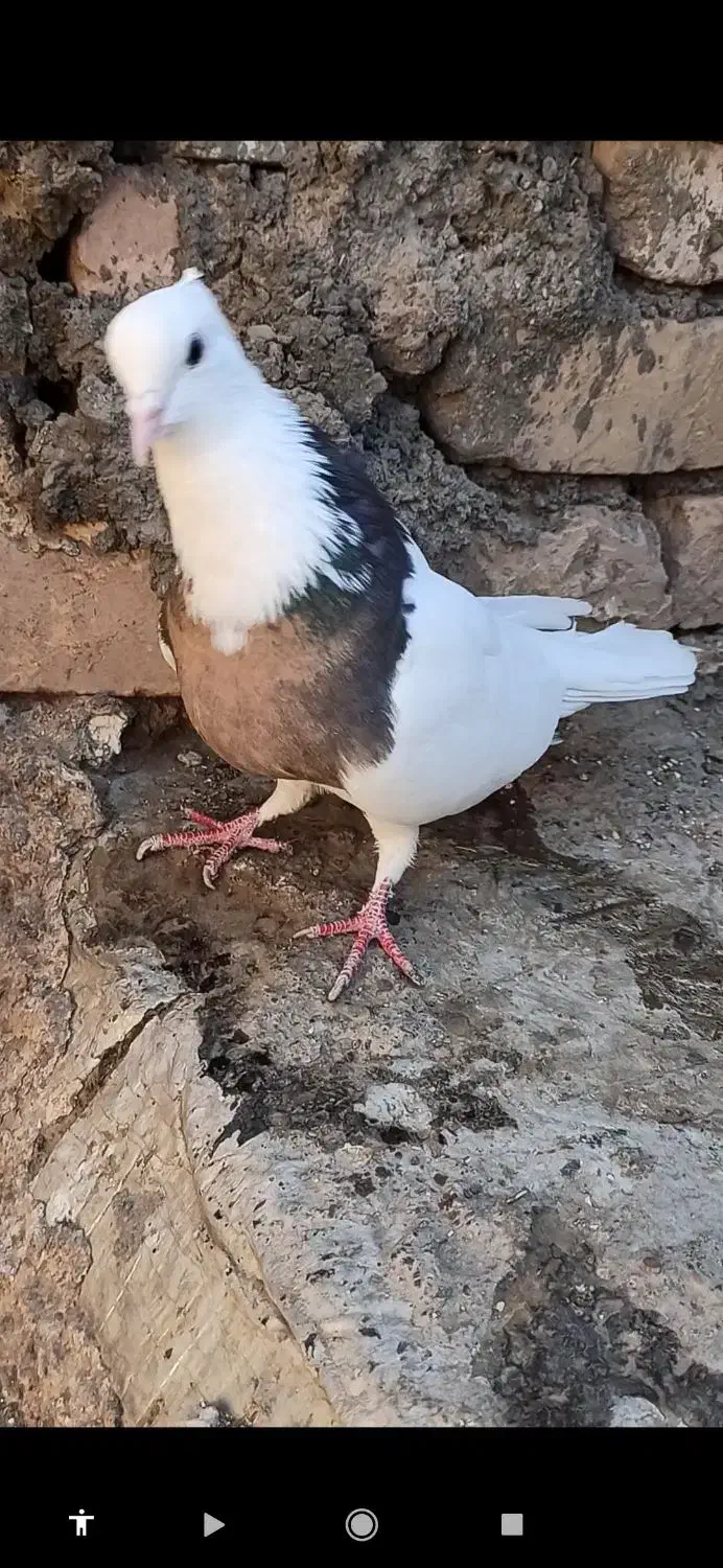 طوقی ماده|پرنده|بردسکن, |دیوار