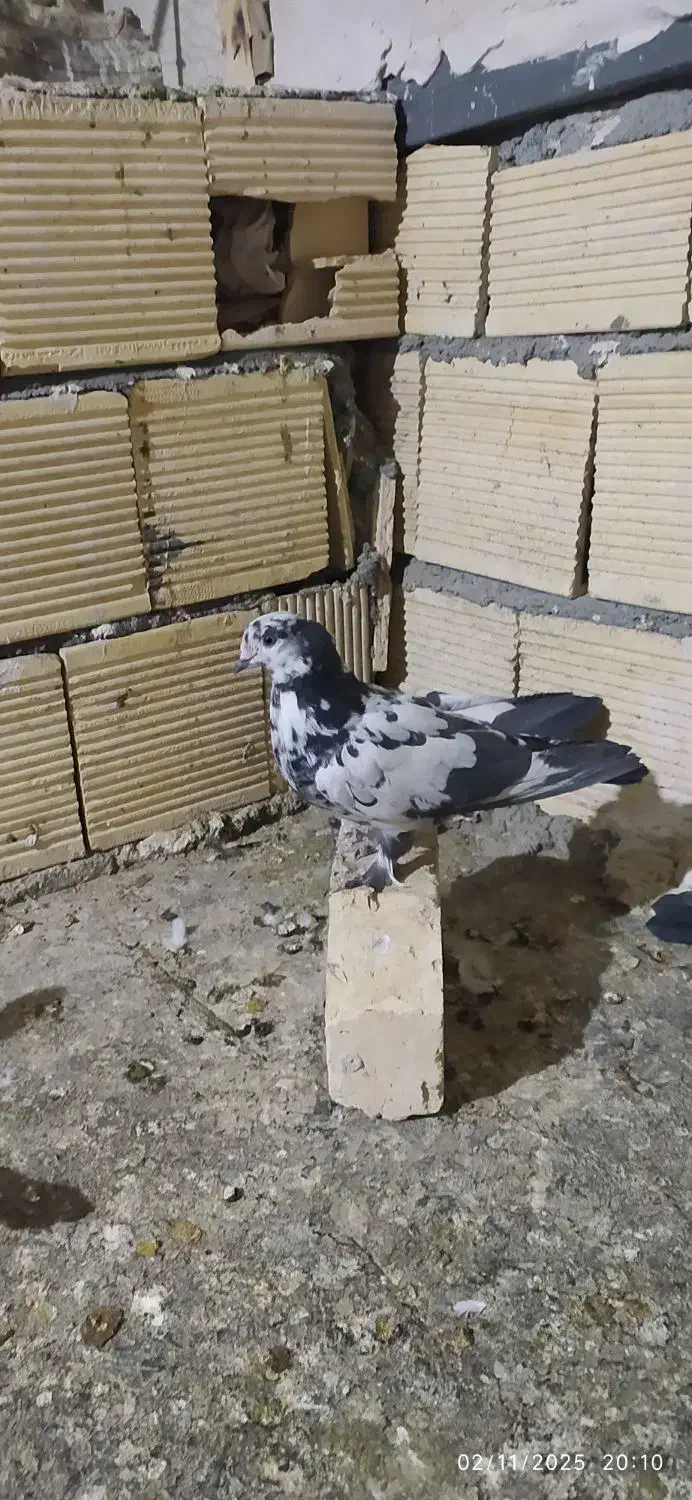 چندتا کبوتر مفلق فیت ودولا با یدونه تهرانی|پرنده|فارسان, |دیوار