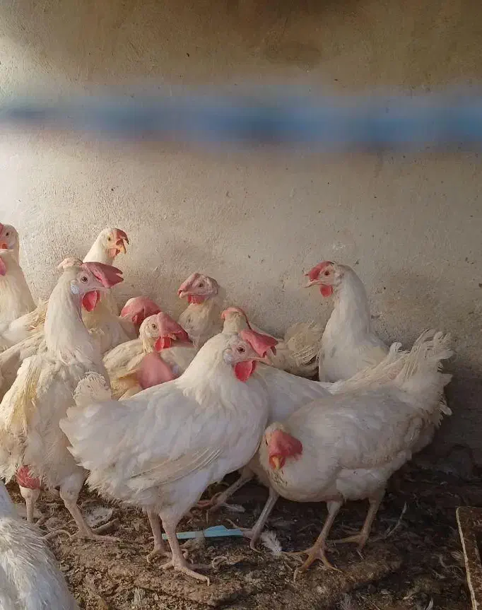 مرغ سربری|حیوانات مزرعه|شاهین‌شهر, گرگاب|دیوار