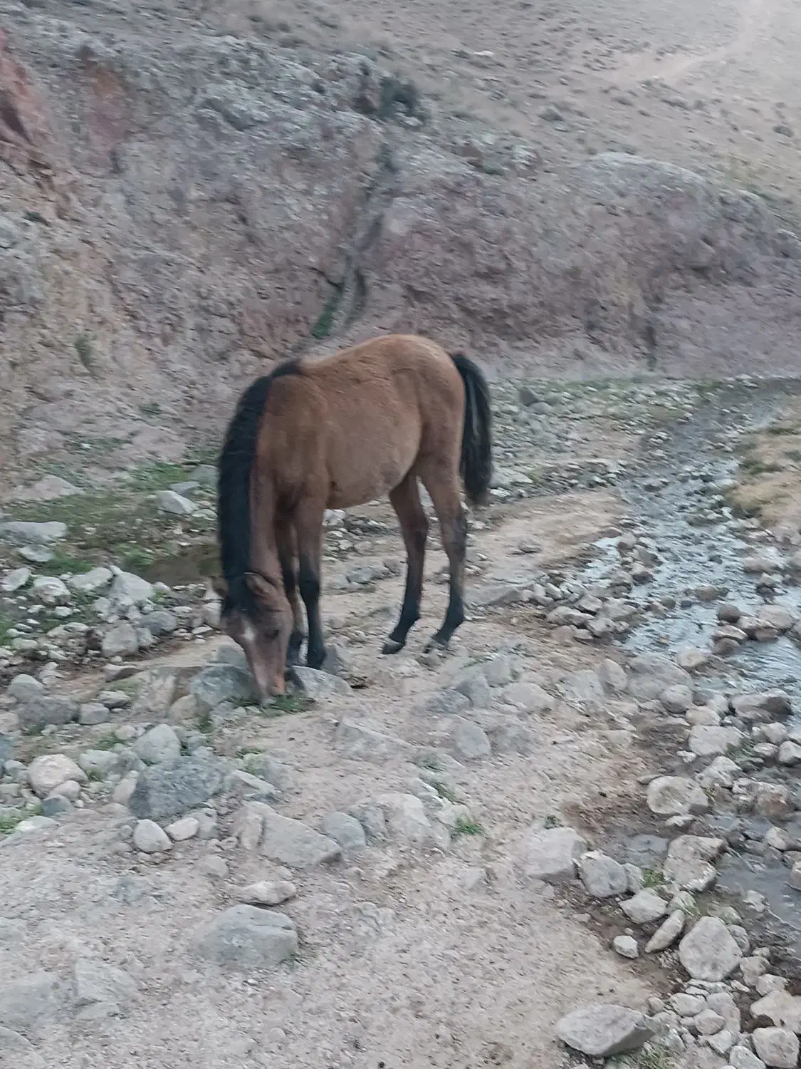 اسب|اسب و تجهیزات اسب‌سواری|مشگین شهر, |دیوار