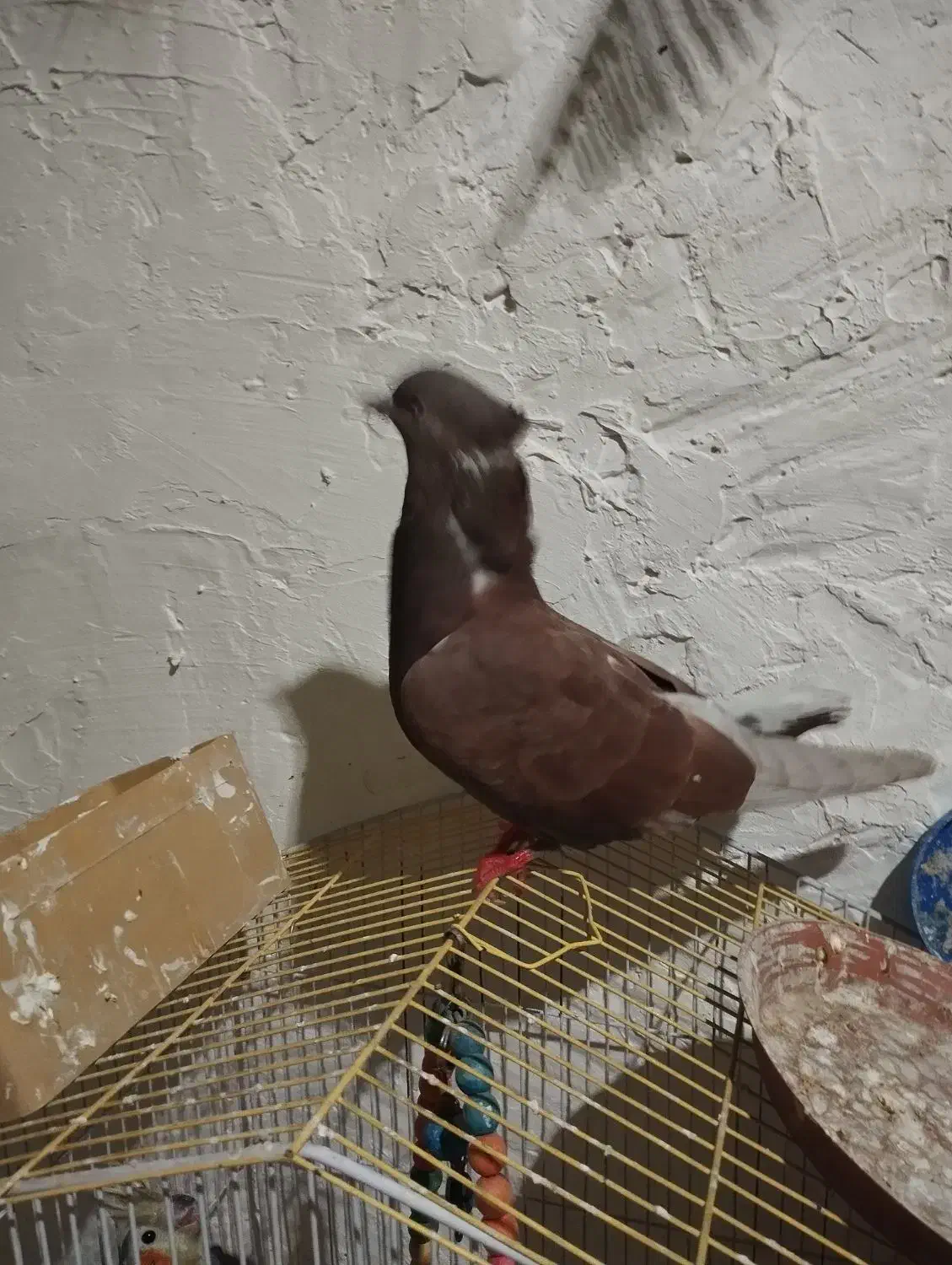 کفتر یا کبوتر|پرنده|رباط‌کریم, شترخوار|دیوار