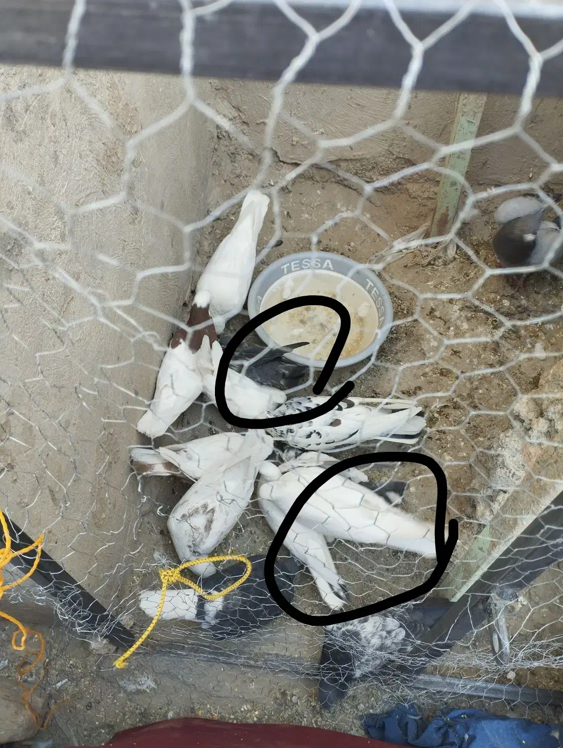 سلام دوستان اگه کسی این کفتر گرفته ازش|پرنده|نیمروز, |دیوار