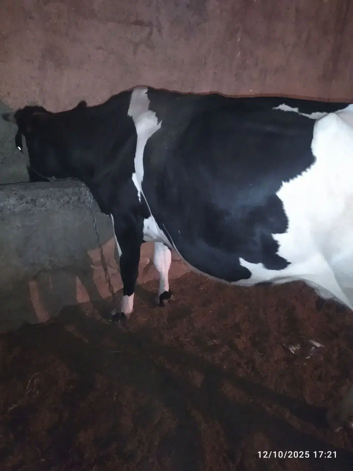 گاو|حیوانات مزرعه|زابل, |دیوار