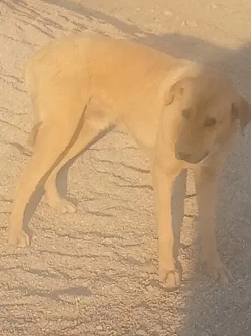 سگ اصفهانی|سگ|نیریز, |دیوار