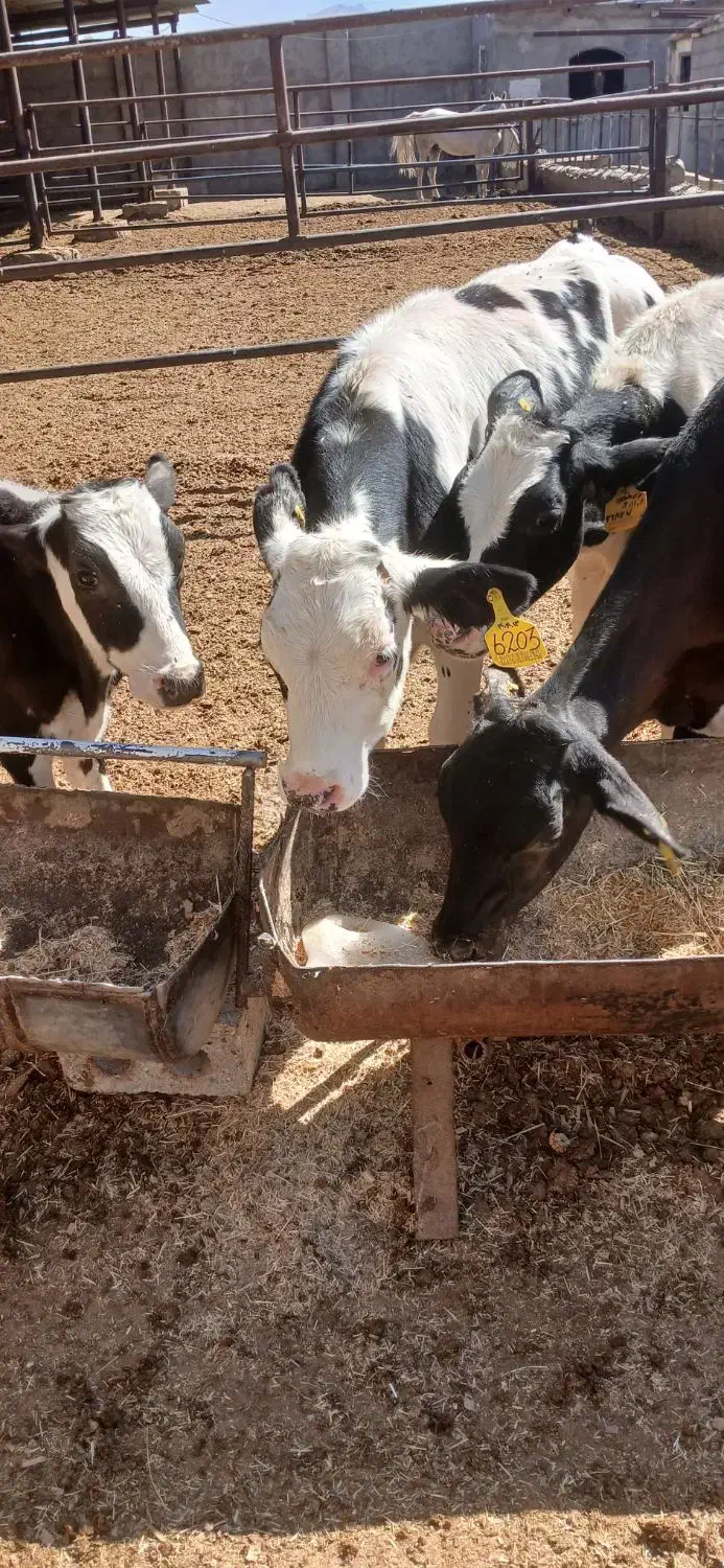 گوساله|حیوانات مزرعه|اصفهان, سلطانآباد|دیوار