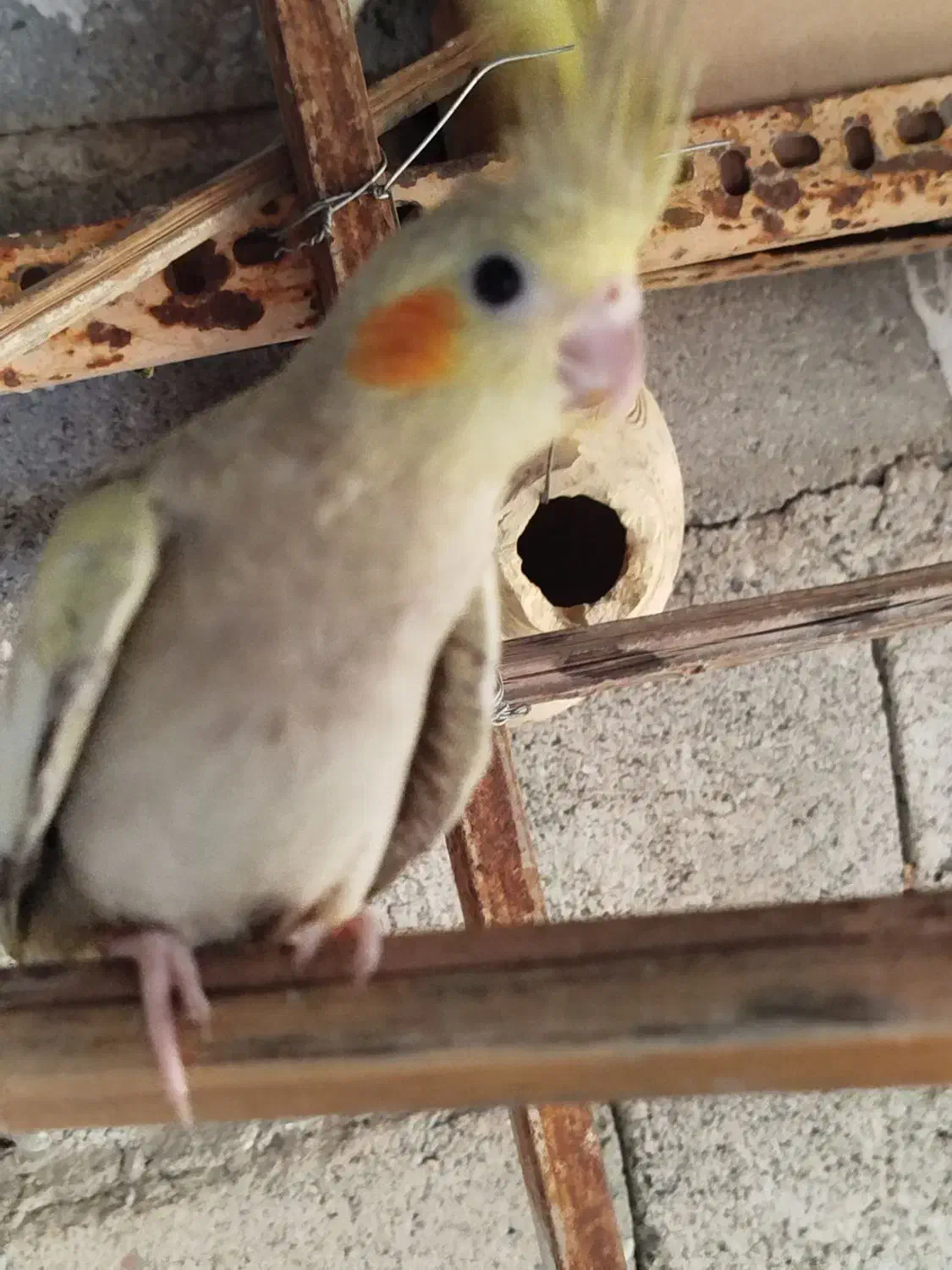 عروس هلندی|پرنده|میناب, |دیوار