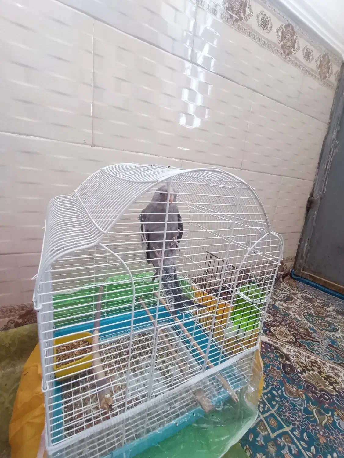 تعدادی پرنده به فروش میرسد|پرنده|بمپور, |دیوار