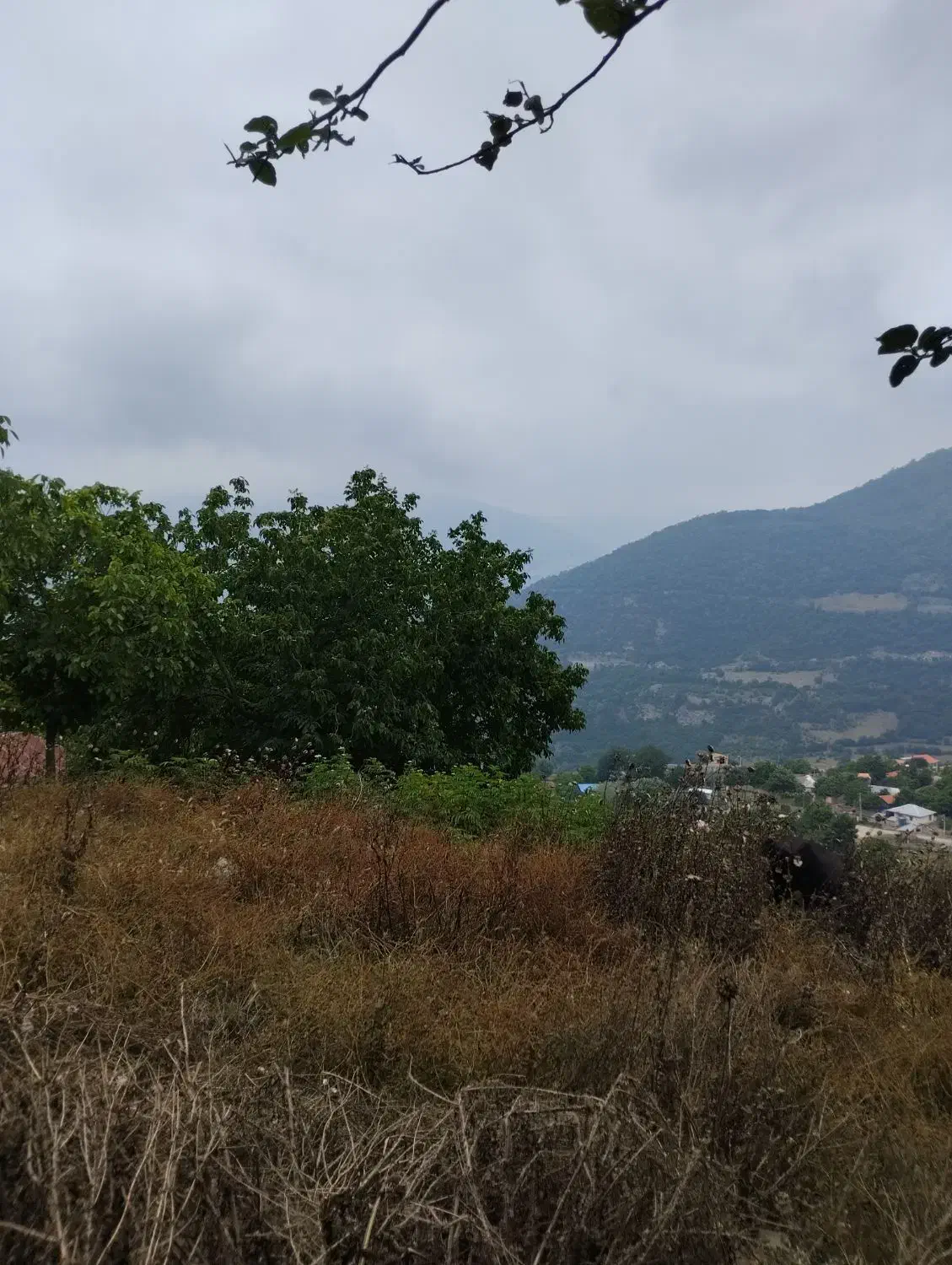 فروش زمین سوادکوه روستای سرسبز کلاریجان|فروش زمین و ملک کلنگی|آلاشت, |دیوار