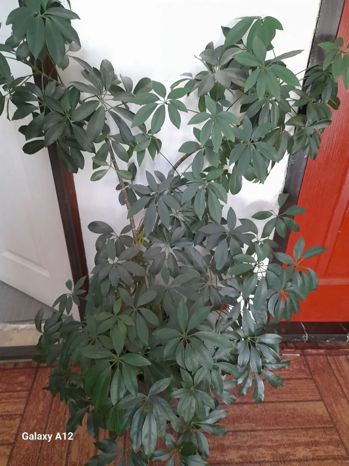 گل و گیاه های خانگی|گل و گیاه طبیعی|نمین, |دیوار