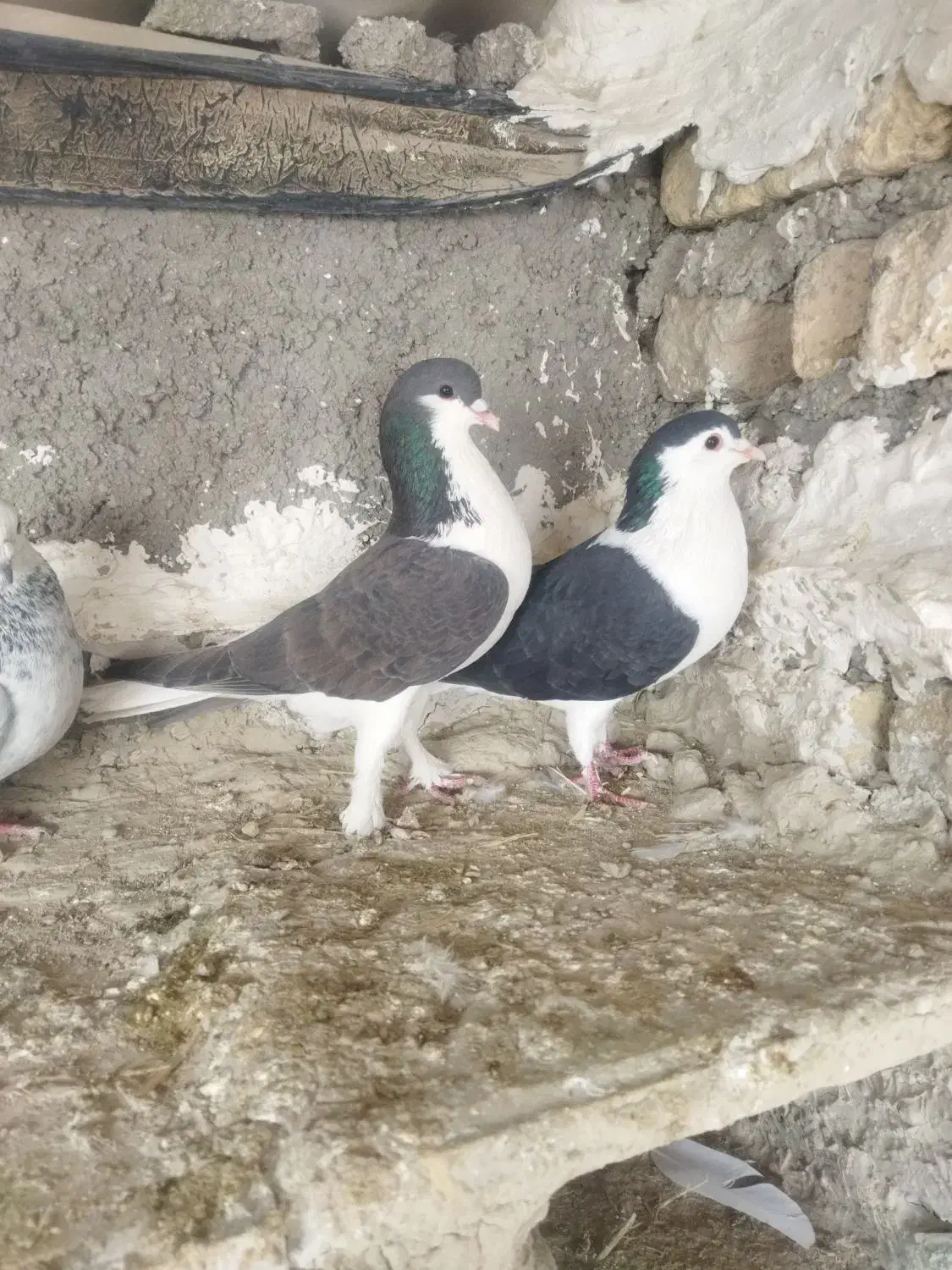 تهرانی نر|پرنده|شیروان (خراسان), |دیوار