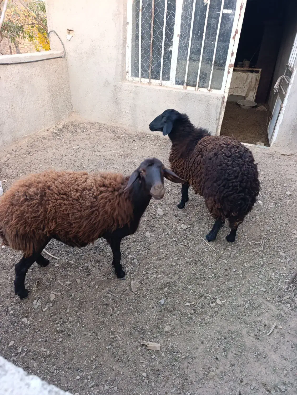 میش آبستن|حیوانات مزرعه|بسطام, |دیوار