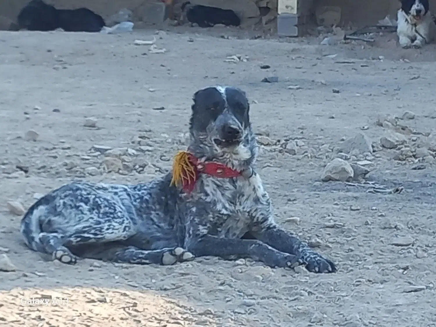 فروش یک سگ نگهبان نژادافغان|سگ|اصفهان, حصه شمالی|دیوار