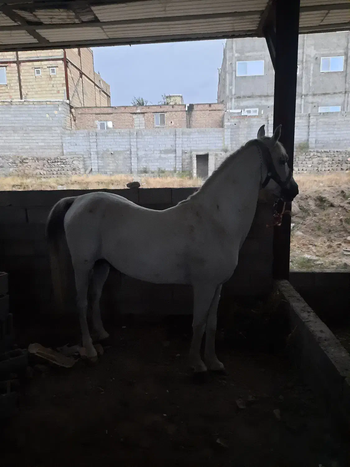 اسب کرد مدارک دار|اسب و تجهیزات اسبسواری|مشگین شهر, |دیوار