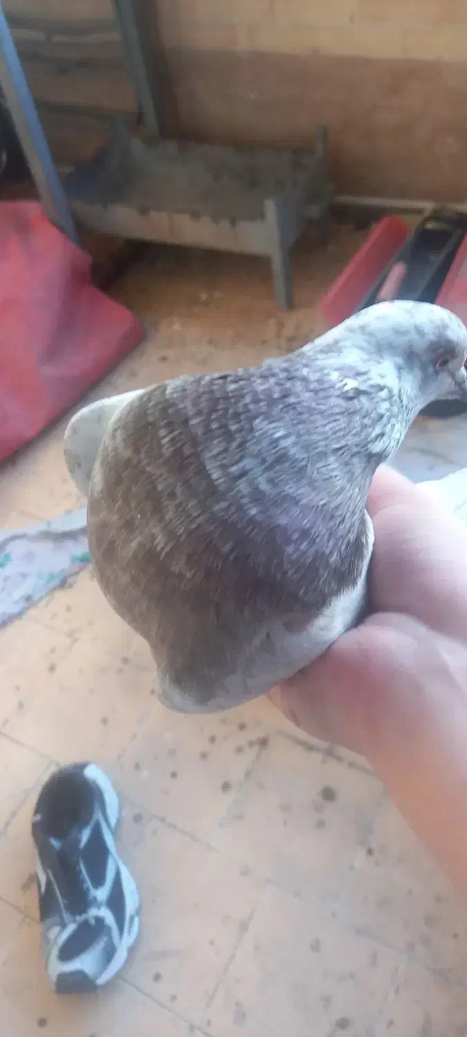 حیوانات|پرنده|فولادشهر, مسکن مهر فولادشهر|دیوار