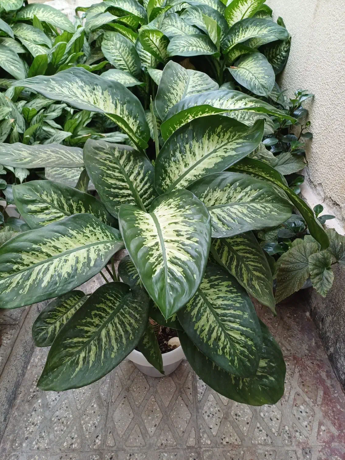 گل های آپارتمانی بسیار زیبا|گل و گیاه طبیعی|محمدیه-قزوین, |دیوار