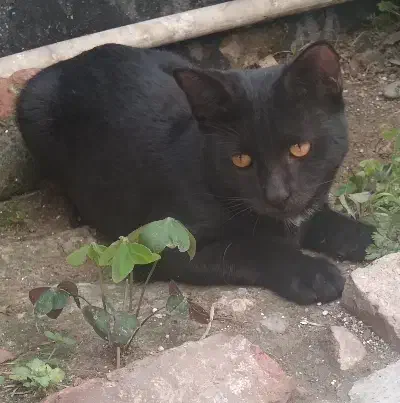 فروش گربه خونگی dsh نژاد هندی|گربه|بابل, |دیوار