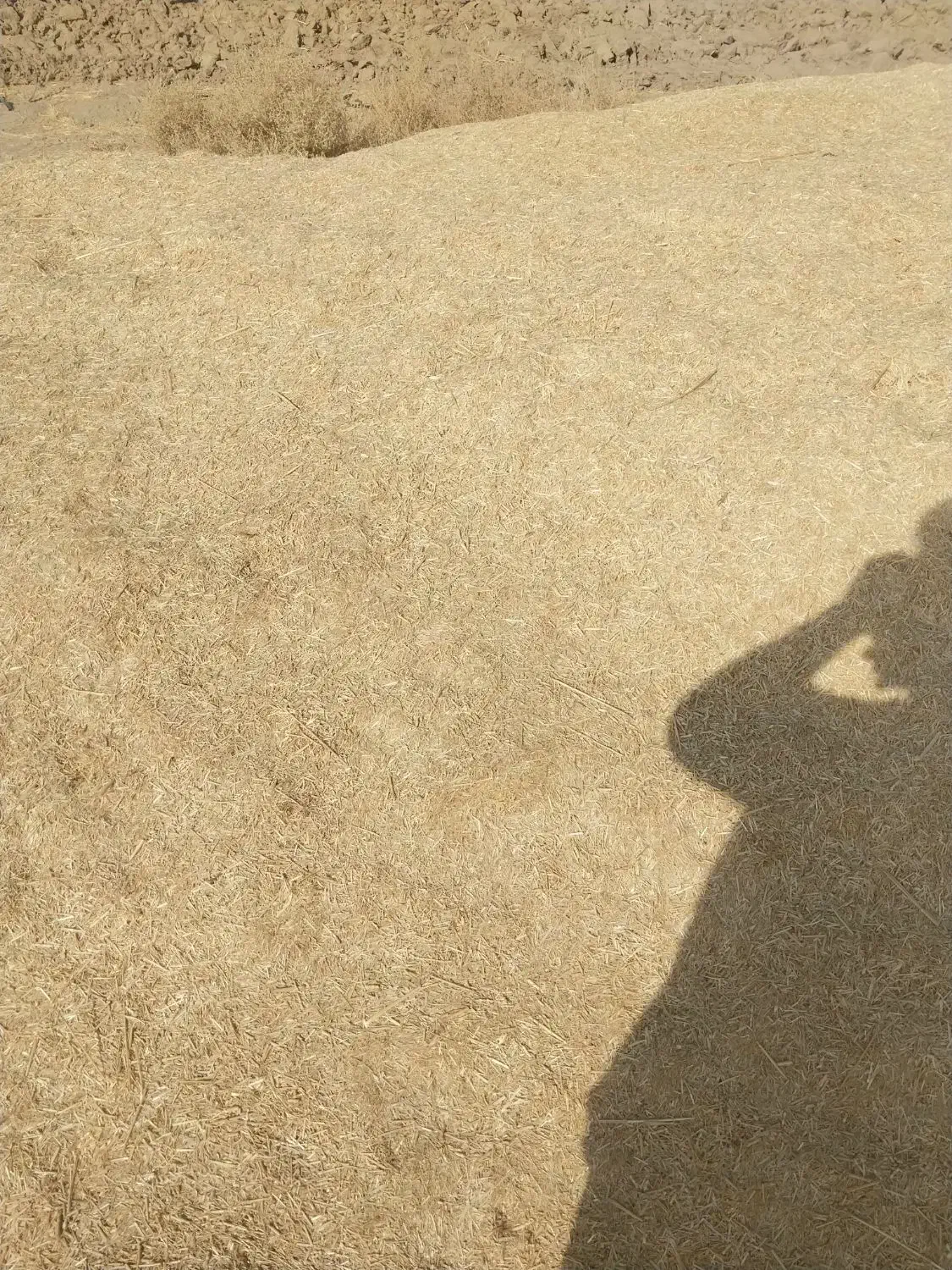 کاه گندم|لوازم جانبی حیوانات|میناب, |دیوار