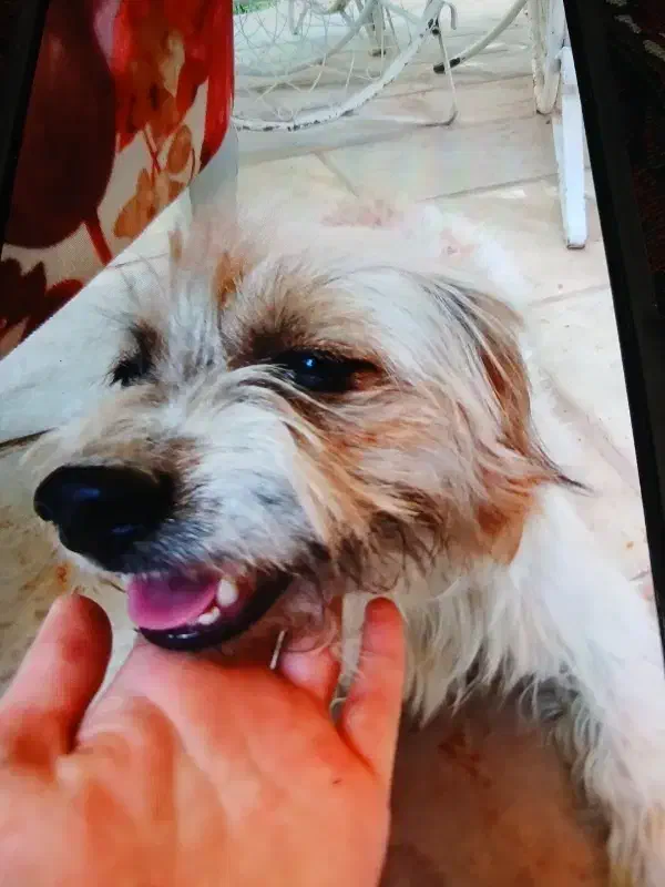 گمشده شده|حیوانات|هشتگرد, شهرک جهان ویلا (درخشانیه)|دیوار