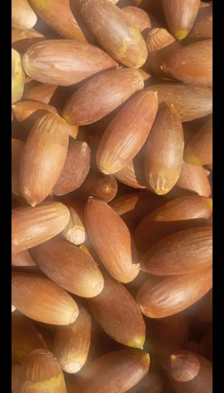 بلوط تحویل دامداری|حیوانات مزرعه|همایجان, |دیوار