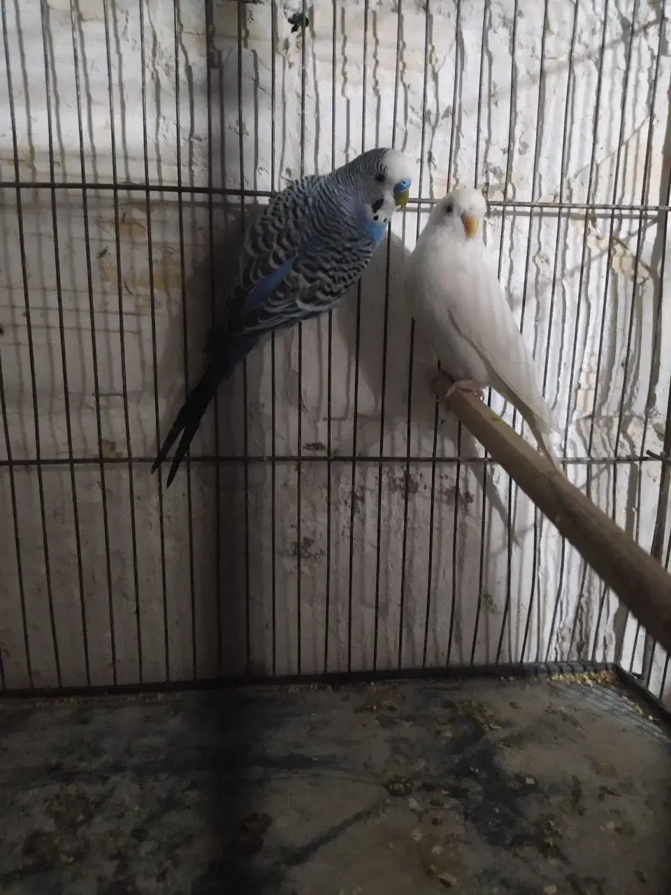 مرغ عشق های مولد و فنچ های کینگ ماده|پرنده|خرمدره, |دیوار