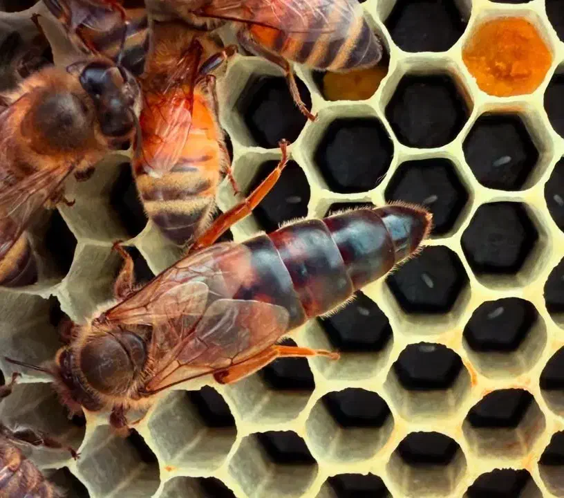 زنبور عسل|حیوانات مزرعه|سنندج, |دیوار