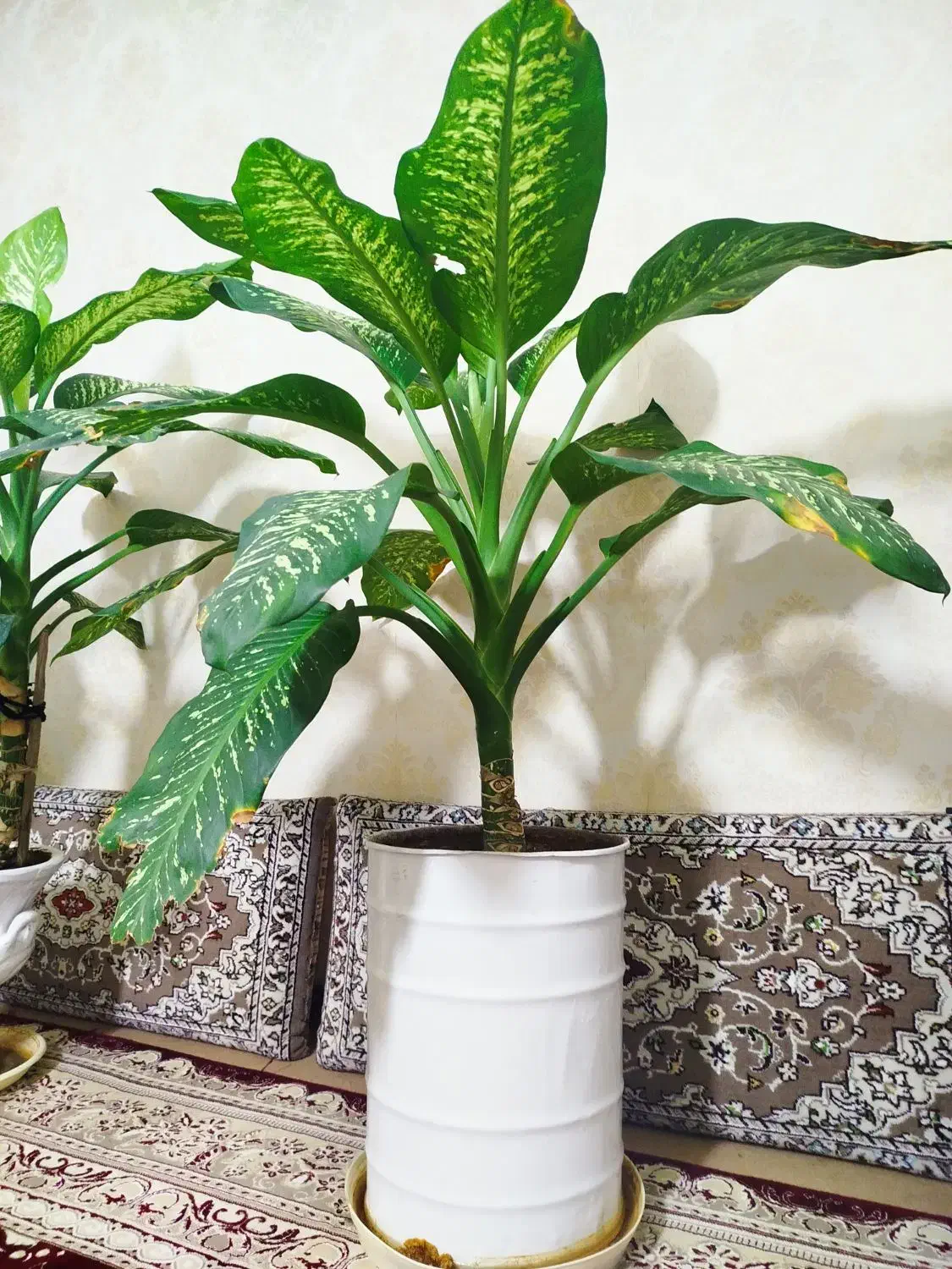 دو گل دیفن باخیا|گل و گیاه طبیعی|نیشابور, ده حلاج|دیوار