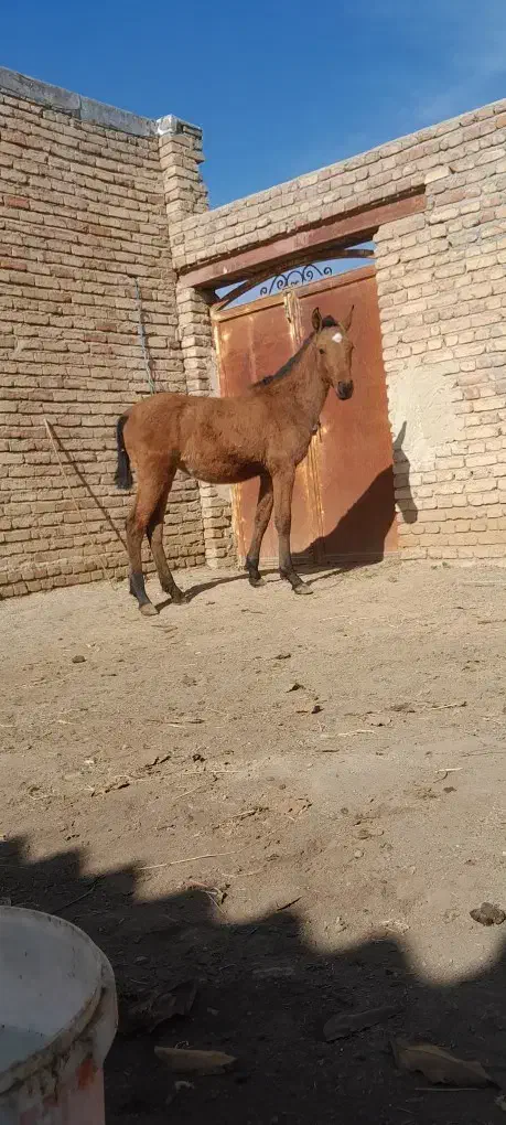 اسب کره شش ماهه مادیون|اسب و تجهیزات اسب‌سواری|سلماس, |دیوار