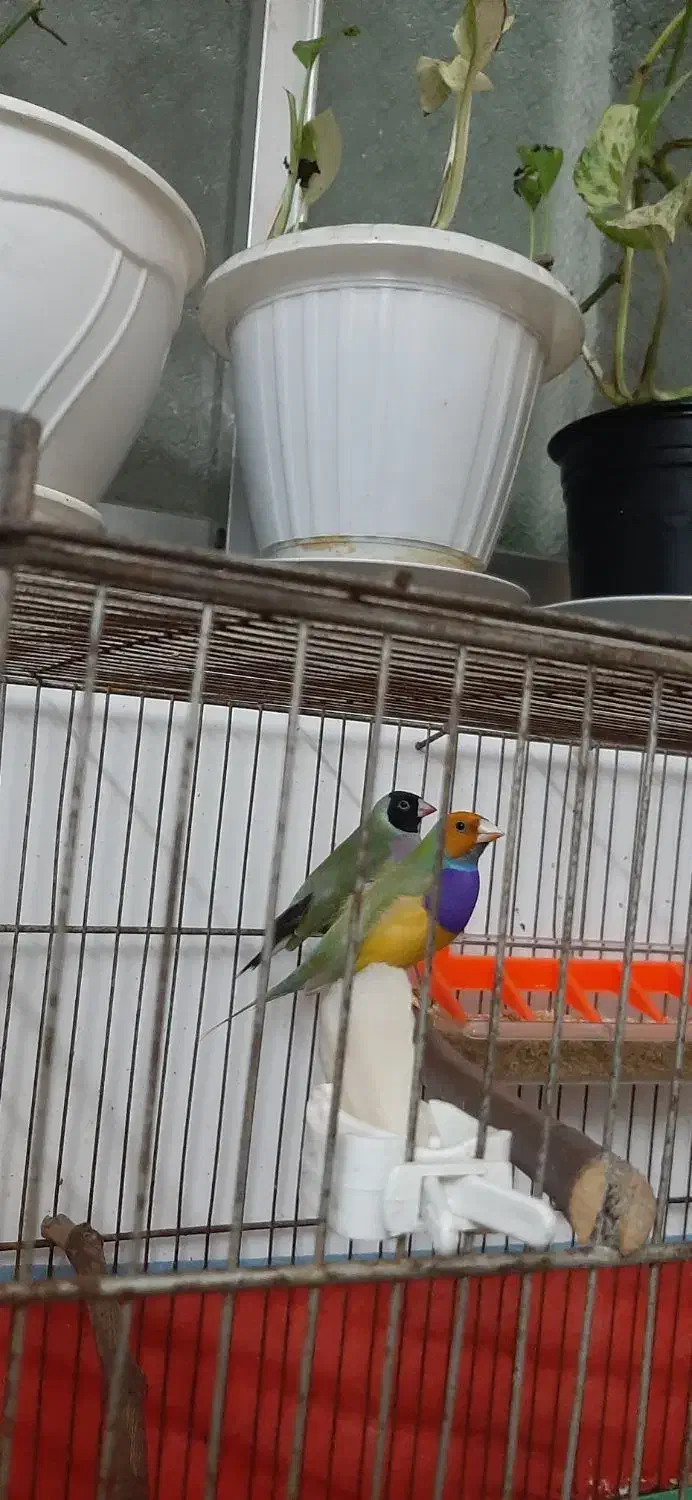 جفت گلدین نر و ماده بالغ|پرنده|لاهیجان, کاروانسرابر|دیوار