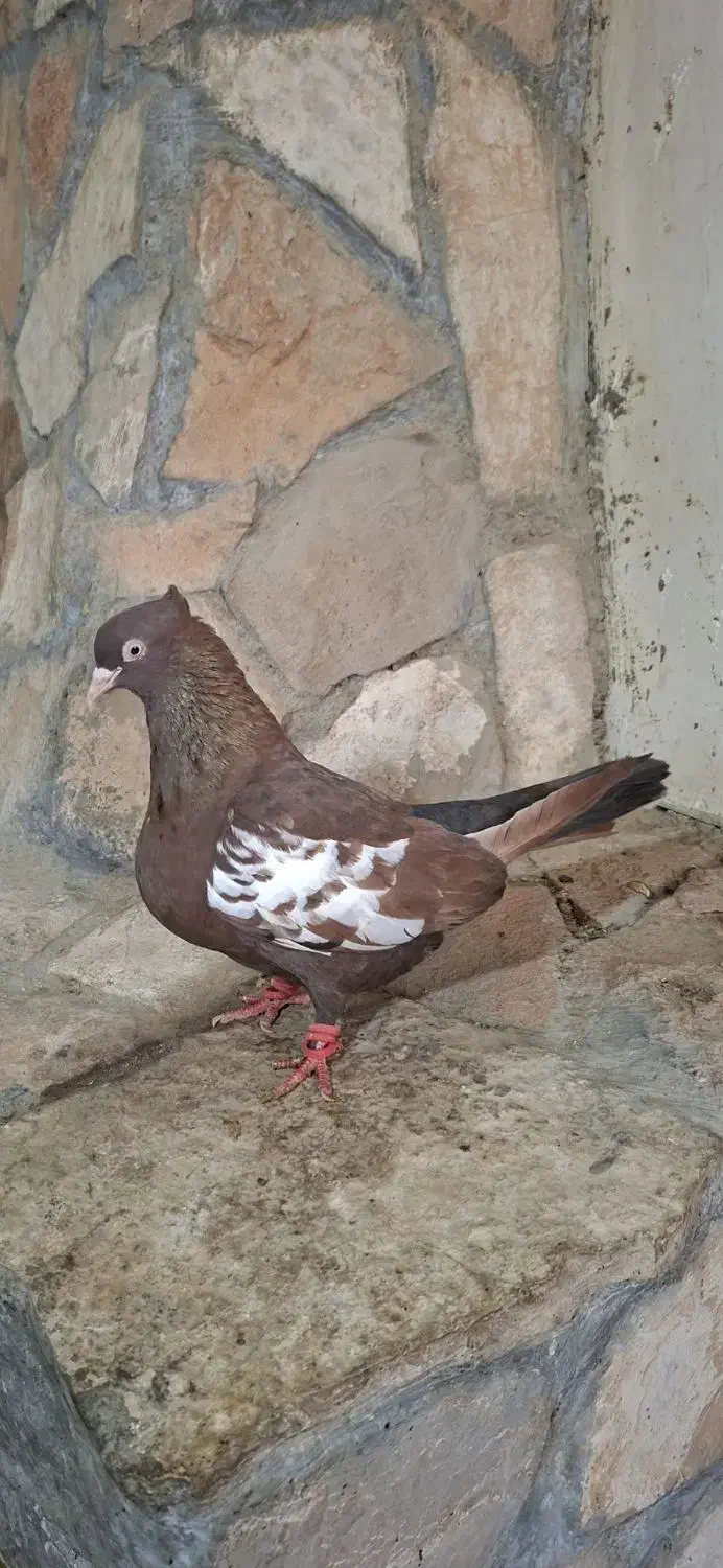 کبوتر|پرنده|مرودشت, فاز اول شهرک فرهنگیان|دیوار