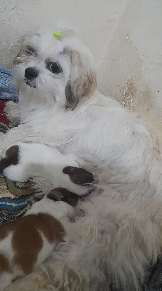 سگ شینزو|سگ|سبزوار, اسلام آباد|دیوار