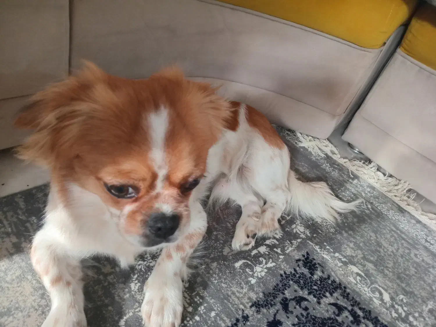 شیتزو سوپر فلت|سگ|شیراز, کیان آباد|دیوار