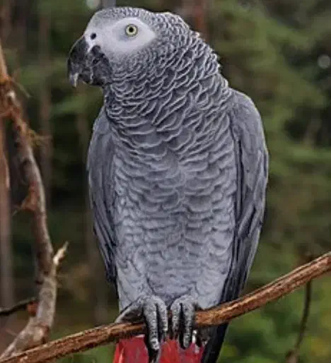 یه کاسکو پیدا شده|حیوانات|آبادان, |دیوار