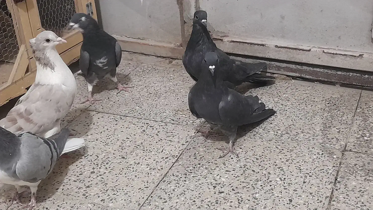 کفتر دمگیر پر دم دار|پرنده|برخوار, |دیوار