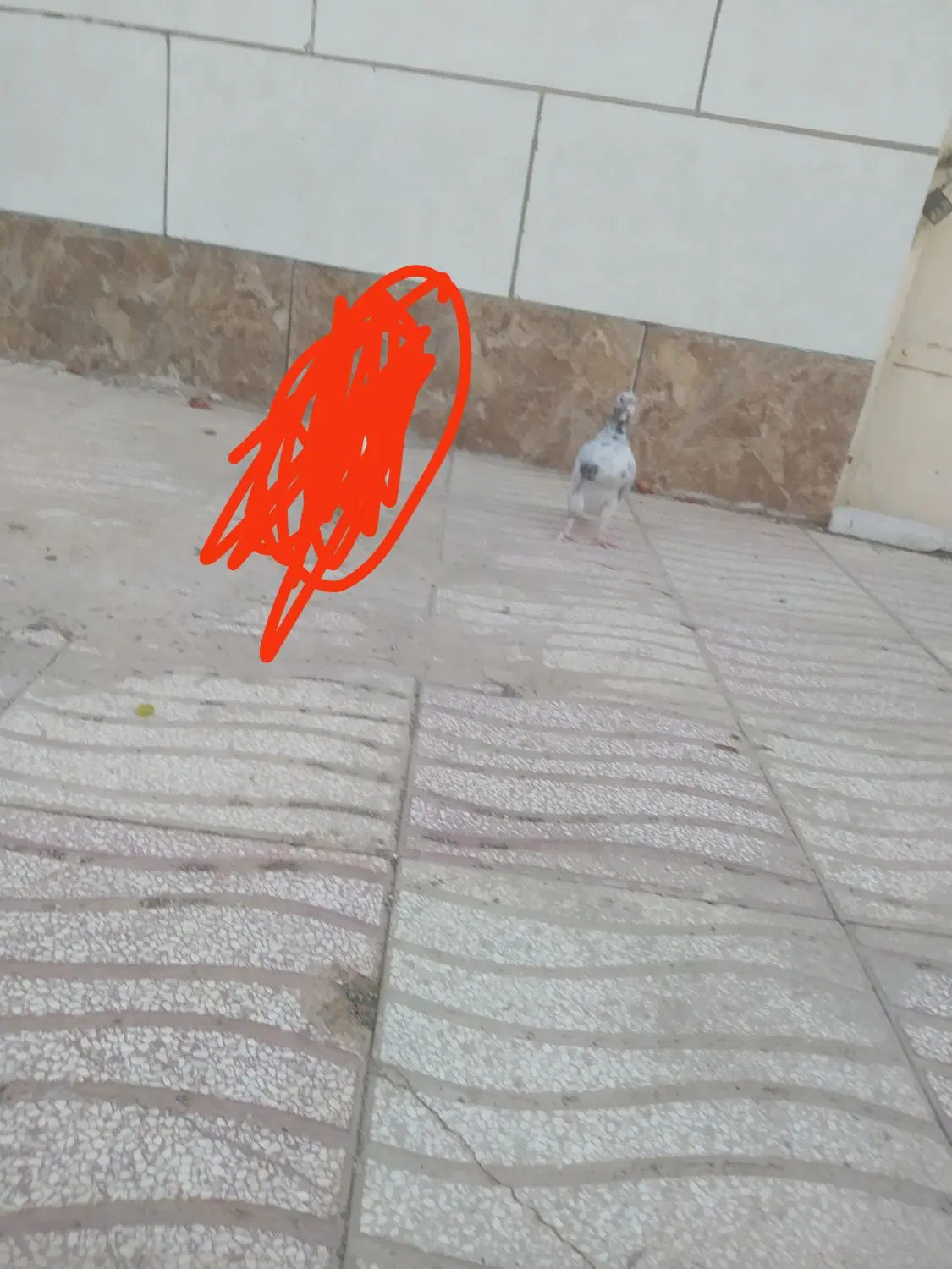 هفرنگ|پرنده|سبزوار, قصبه شرقی|دیوار