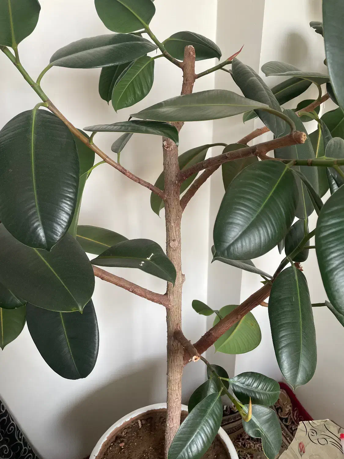 درختچه|گل و گیاه طبیعی|مراغه, |دیوار