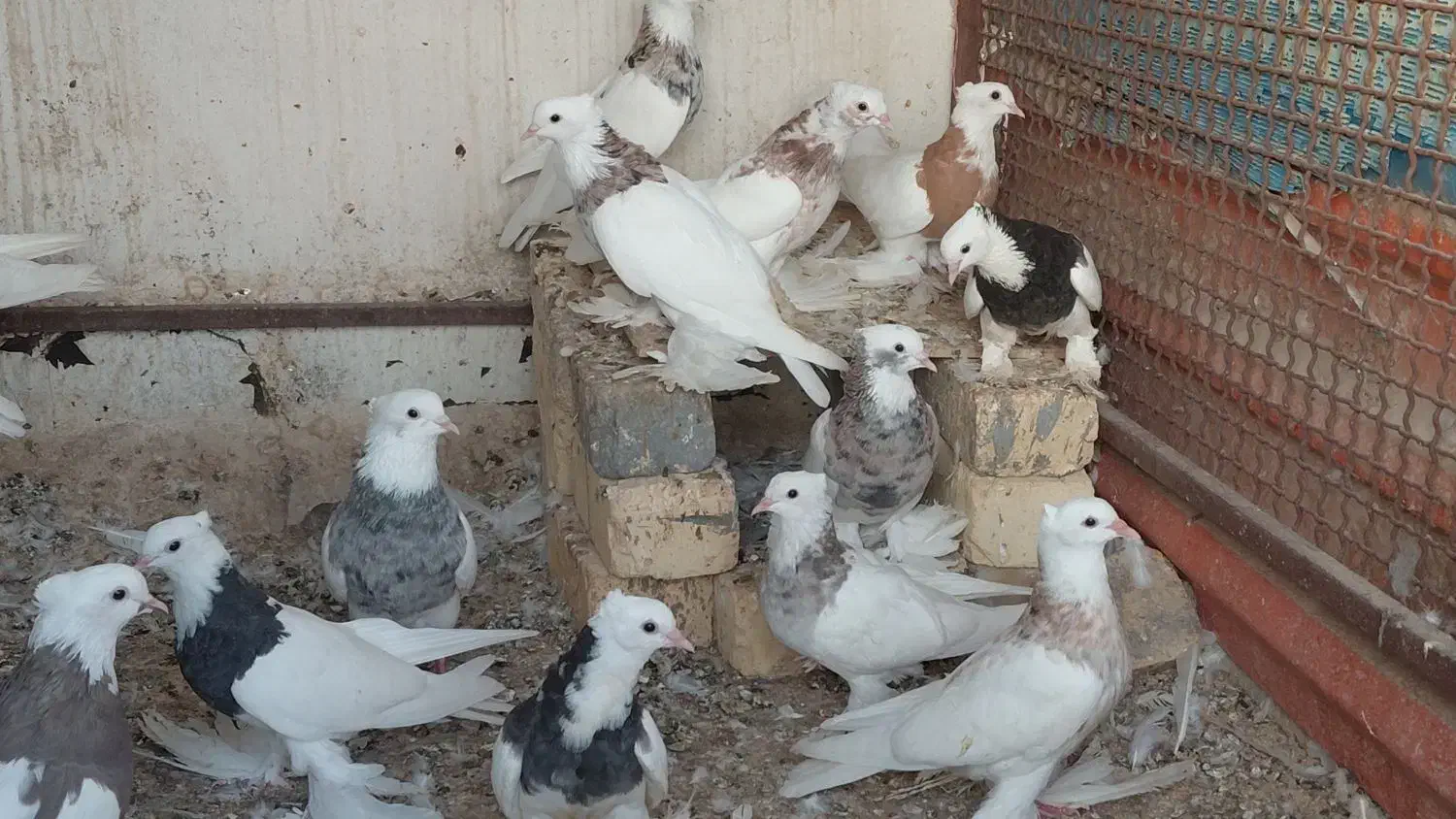 انواع کبوترهای طوقی پاپَربلند سلطانی ب شرط تخم|پرنده|کوخرد هرنگ, |دیوار