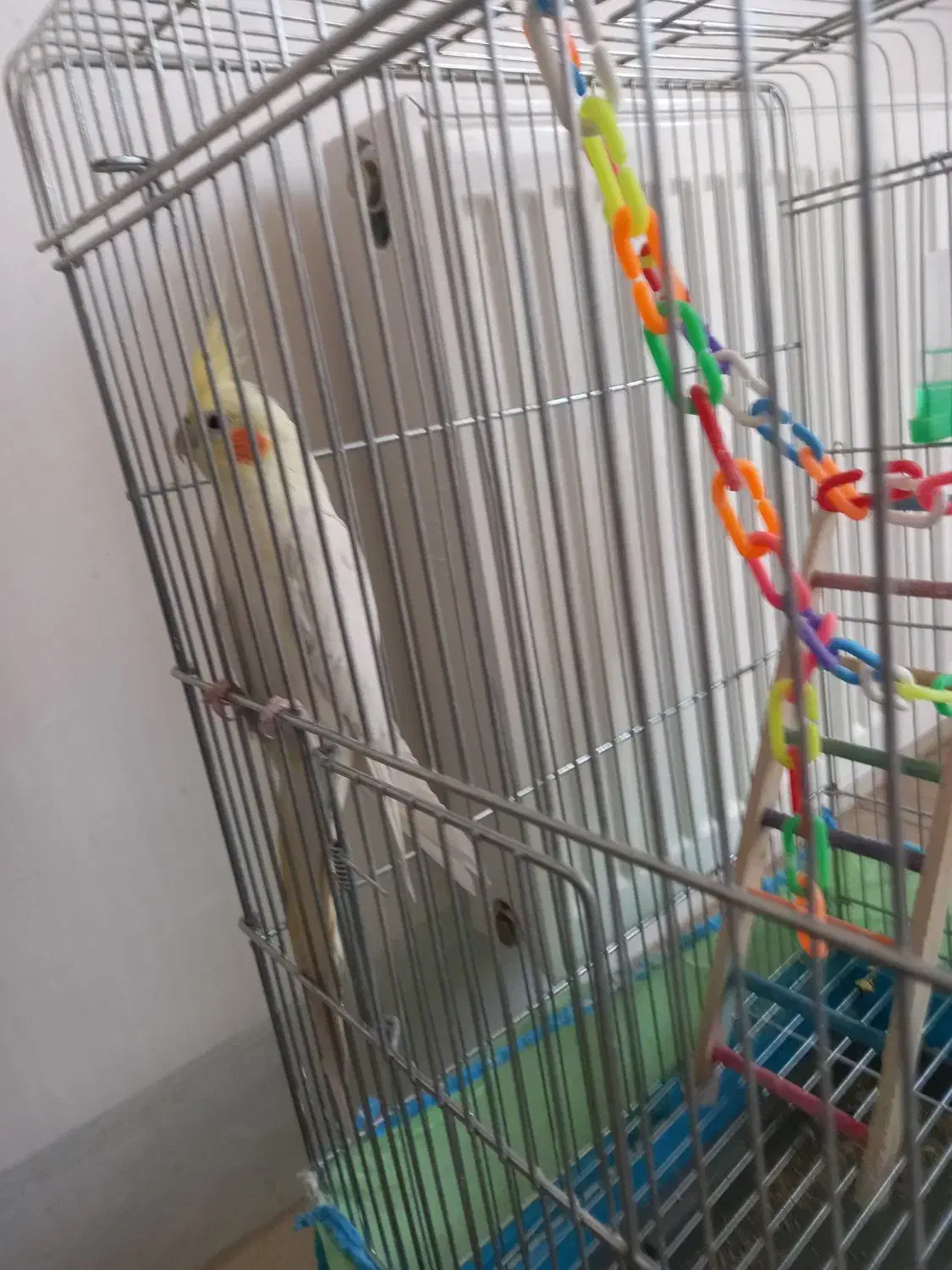 لوتینو ماده بسیار سالم و سرحال|پرنده|نجف‌آباد, ویلاشهر|دیوار