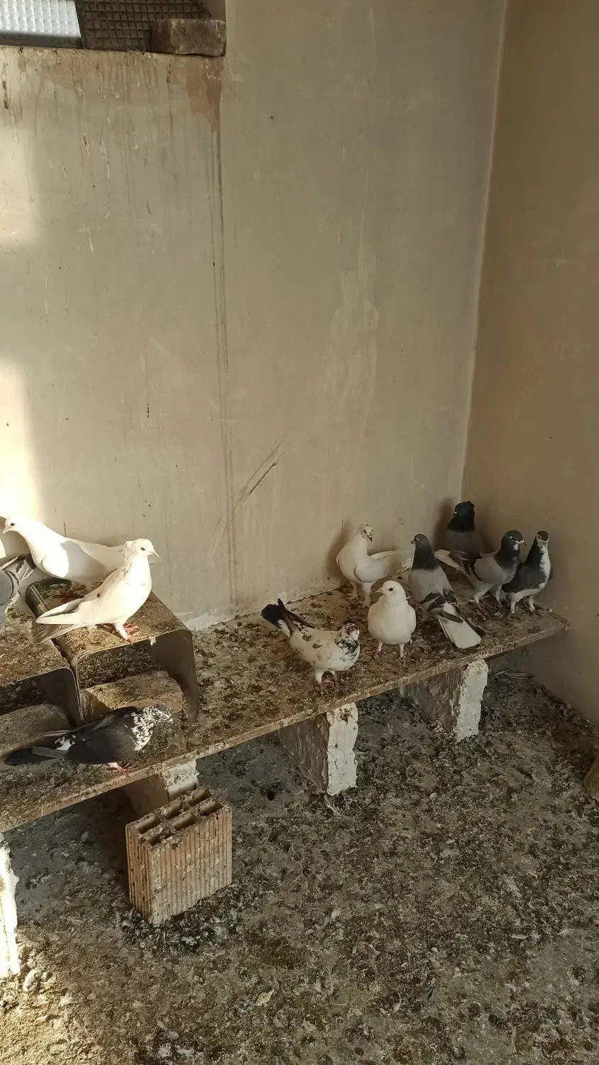 کبوتر|پرنده|اصفهان, مصلی|دیوار